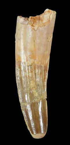 Spinosaurus Tooth - Real Dinosaur Tooth #51383